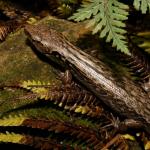 McGregor's skink among leaf litter (Mana Island). <a href="https://www.flickr.com/photos/rocknvole/">© Tony Jewell</a>