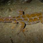 Tākitimu gecko (Spence burn). <a href="https://www.flickr.com/photos/rocknvole/">© Tony Jewell</a>