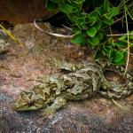 Tākitimu gecko (Spence burn). <a href="https://www.flickr.com/photos/rocknvole/">© Tony Jewell</a>