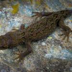 Tākitimu gecko (Rees valley). <a href="https://www.flickr.com/photos/rocknvole/">© Tony Jewell</a>