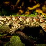 Tākitimu gecko (Waitutu forest). <a href="https://www.flickr.com/photos/rocknvole/">© Tony Jewell</a>