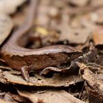 Ornate skink (Hauturu / Little Barrier Island, Hauraki Gulf). <a href="https://www.instagram.com/tim.harker.nz/?hl=en">© Tim Harker</a>