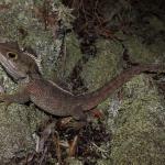 Tuatara from the Mercury Islands (Tiritiri Matangi Island, Hauraki Gulf). <a href="https://www.instagram.com/nickharker.nz/">© Nick Harker</a>