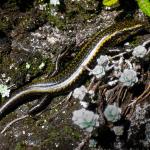 Sinbad skink from Sinbad Gully (Milford Sound, Fiordland). <a href="https://www.flickr.com/photos/rocknvole/">© Tony Jewell</a>