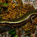 Sinbad skink from Sinbad Gully (Milford Sound, Fiordland). <a href="https://www.flickr.com/photos/rocknvole/">© Tony Jewell</a>