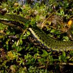 Sinbad skink from Sinbad Gully (Milford Sound, Fiordland). <a href="https://www.flickr.com/photos/rocknvole/">© Tony Jewell</a>