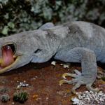 Black-eyed gecko (Kaikoura ranges). <a href="https://www.flickr.com/photos/rocknvole/">© Tony Jewell</a>