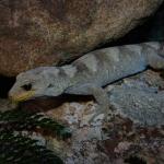 Black-eyed gecko (Kaikoura ranges). <a href="https://www.flickr.com/photos/rocknvole/">© Tony Jewell</a>