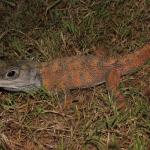 An orange-coloured Tuatara from the Mercury Islands (Tiritiri Matangi Island, Hauraki Gulf). <a href="https://www.instagram.com/nickharker.nz/">© Nick Harker</a>