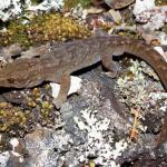 Raukawa gecko early successional rock forest (Rangitoto Island, Auckland). <a href="https://www.instagram.com/tim.harker.nz/?hl=en">© Tim Harker</a>