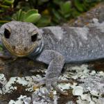 Black-eyed gecko (Kaikoura ranges). <a href="https://www.flickr.com/photos/rocknvole/">© Tony Jewell</a>