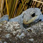 Black-eyed gecko (Kaikoura ranges). <a href="https://www.flickr.com/photos/rocknvole/">© Tony Jewell</a>