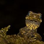 Tautuku gecko (Catlins, Southland) <a href="https://www.flickr.com/photos/rocknvole/">© Tony Jewell</a> 