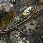 Waitaha gecko (Banks Peninsula, Canterbury). <a href="https://www.flickr.com/photos/rocknvole/">© Tony Jewell</a> 