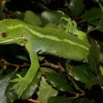 Barking gecko (Wellington). <a href="https://www.flickr.com/photos/rocknvole/">© Tony Jewell</a>