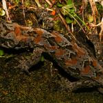 Cascade gecko (Darran Mountains). <a href="https://www.flickr.com/photos/rocknvole/">© Tony Jewell</a>