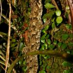 Forest gecko climbing in rainforest (Granity, West Coast). <a href="https://www.flickr.com/photos/rocknvole/">© Tony Jewell</a>