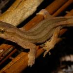 Goldstripe gecko in flax (Taranaki). <a href="https://www.flickr.com/photos/rocknvole/">© Tony Jewell</a>