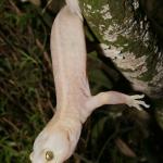 Leucistic Raukawa gecko (Wellington). <a href="https://www.flickr.com/photos/rocknvole/">© Tony Jewell</a>