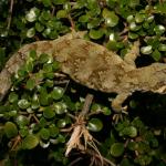 Ngahere gecko (Wellington). <a href="https://www.flickr.com/photos/rocknvole/">© Tony Jewell</a>