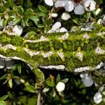 Rough gecko (Hanmer Springs, Canterbury) <a href="https://www.flickr.com/photos/rocknvole/">© Tony Jewell</a> 