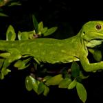 Starred gecko (Sandy Bay, Nelson) <a href="https://www.flickr.com/photos/rocknvole/">© Tony Jewell</a> 