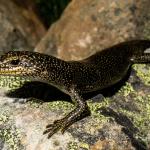 Alpine rock skink (Ida Range, Otago). <a href="https://www.flickr.com/photos/151723530@N05/page3">© Carey Knox</a>