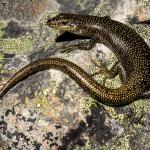 Alpine rock skink (Ida Range, Otago). <a href="https://www.flickr.com/photos/151723530@N05/page3">© Carey Knox</a>