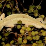Leucistic elegant gecko (Northland). <a href="https://www.flickr.com/photos/rocknvole/">© Tony Jewell</a> 