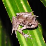 Archey's frog on Kiekie (Coromandel Peninsula). <a href="https://www.facebook.com/Mahakirau">© Sara Smerdon</a>