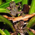 A pair of Archey's frogs sitting in the crown of a Kiekie (Coromandel Peninsula). <a href="https://www.facebook.com/Mahakirau">© Sara Smerdon</a>