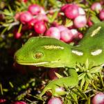 Aupōuri gecko (North Cape, Northland). <a href="https://www.flickr.com/photos/151723530@N05/page3">© Carey Knox</a>