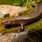 Awakōpaka skink (Southland). <a href="https://www.flickr.com/photos/151723530@N05/page3">© Carey Knox</a>