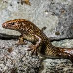 Awakōpaka skink (Southland). <a href="https://www.flickr.com/photos/151723530@N05/page3">© Carey Knox</a>