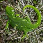 Barking gecko (Wellington). <a href="https://www.flickr.com/photos/151723530@N05/page3">© Carey Knox</a>