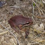 Southern brown tree frog (Dunedin, Otago). <a href="https://www.instagram.com/tim.harker.95/?hl=en">© Tim Harker</a>