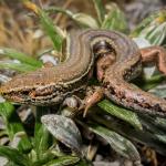 Burgan skink (Otago). <a href="https://www.flickr.com/photos/151723530@N05/page3">© Carey Knox</a>