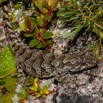 Cascade gecko (Homer tunnel). <a href="https://www.flickr.com/photos/rocknvole/">© Tony Jewell</a>