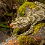 Cascade gecko (Southland). <a href="https://www.flickr.com/photos/151723530@N05/page3">© Carey Knox</a>