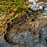 Cascade gecko (Darran Mountains). <a href="https://www.flickr.com/photos/rocknvole/">© Tony Jewell</a>