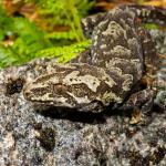 Cascade gecko (Southland). <a href="https://www.flickr.com/photos/151723530@N05/page3">© Carey Knox</a>