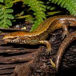 Copper skink (Auckland). <a href="https://www.flickr.com/photos/151723530@N05/page3">© Carey Knox</a>
