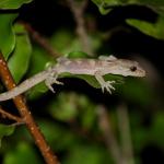 Neonate Pacific gecko on foliage (Hauturu / Little Barrier Island, Hauraki Gulf). <a href="https://www.instagram.com/tim.harker.nz/?hl=en">© Tim Harker</a>