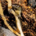 Egg-laying skink (Inner Hauraki Gulf). <a href="https://www.flickr.com/photos/151723530@N05/page3">© Carey Knox</a>