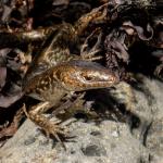 Egg-laying skink (Inner Hauraki Gulf). <a href="https://www.flickr.com/photos/151723530@N05/page3">© Carey Knox</a>