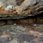 Northern Duvaucel's geckos in rock crevice (Marotere Islands, Northland). <a href="https://www.instagram.com/tim.harker.nz/?hl=en">© Tim Harker</a>