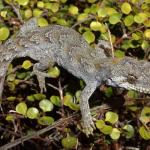 Forest gecko on Coprosma rhamnoides (Great Barrier Island). <a href="https://www.instagram.com/nickharker.nz/">© Nick Harker</a>