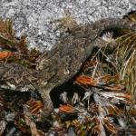 Forest gecko among sub-alpine vegetation and rocks (Stockton Plateau, West Coast). <a href="https://www.flickr.com/photos/rocknvole/">© Tony Jewell</a>