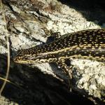 Eastern grand skink (Otago). <a href="https://www.flickr.com/photos/151723530@N05/page3">© Carey Knox</a>