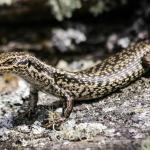 Eastern grand skink (Otago). <a href="https://www.flickr.com/photos/151723530@N05/page3">© Carey Knox</a>